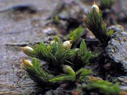 Attēlu rezultāti vaicājumam “Orthotrichum speciosum sporophyte”