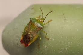 Attēlu rezultāti vaicājumam “Elasmostethus interstinctus imago”