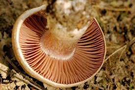 Attēlu rezultāti vaicājumam “Cortinarius traganus”