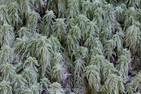 Attēlu rezultāti vaicājumam “Sphagnum quinquefarium”