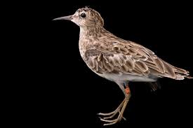 Image result for Calidris minutilla