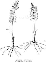 Attēlu rezultāti vaicājumam “Botrychium lunaria”