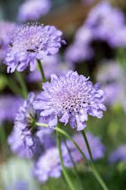 Image result for Scabiosa col.`Butterfly Blue`
