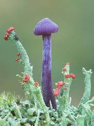 Attēlu rezultāti vaicājumam “Laccaria amethystina”