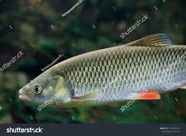 Image result for Squalius cephalus