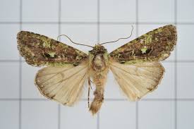 Attēlu rezultāti vaicājumam “Euplexia lucipara”