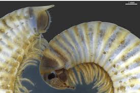 Attēlu rezultāti vaicājumam “Ommatoiulus vilnensis”