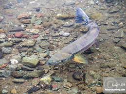 Image result for Oncorhynchus keta
