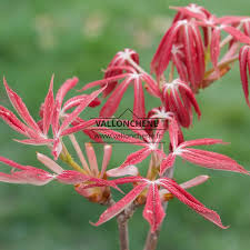 Attēlu rezultāti vaicājumam “Aesculus x neglecta flower”