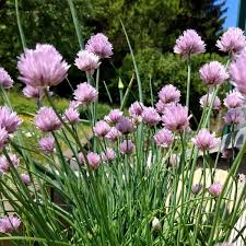 Image result for Allium schoenoprasum