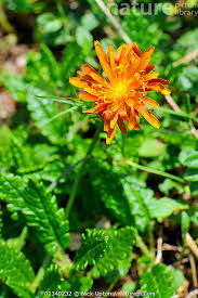 Image result for Hieracium aurantiacum