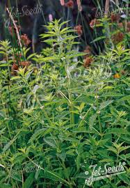 Attēlu rezultāti vaicājumam “Lycopus europaeus flower”