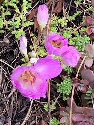 Attēlu rezultāti vaicājumam “Colchicum szovitsii subsp. szovitsii flower”