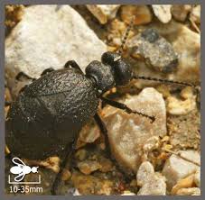 Attēlu rezultāti vaicājumam “Meloe sp.”