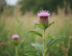 Attēlu rezultāti vaicājumam “Atriplex patula”