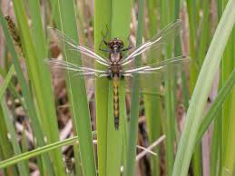 Attēlu rezultāti vaicājumam “Leucorrhinia pectoralis”