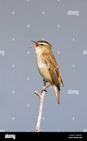 Attēlu rezultāti vaicājumam “Acrocephalus schoenobaenus adult”