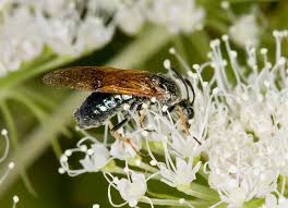 Attēlu rezultāti vaicājumam “Arge ustulata”