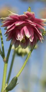 Image result for Aquilegia vulgaris `Nora Barlow`