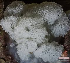 Attēlu rezultāti vaicājumam “Ceratiomyxa porioides plasmodium”