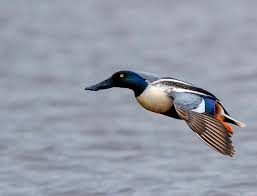 Attēlu rezultāti vaicājumam “Anas clypeata”