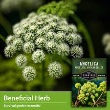 Image result for Angelica archangelica