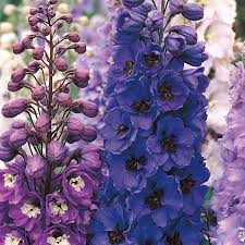 Attēlu rezultāti vaicājumam “Delphinium elatum  bud”