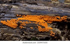 Attēlu rezultāti vaicājumam “Trichia varia spores”