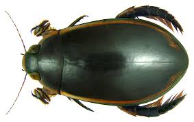 Attēlu rezultāti vaicājumam “Rabdophaga degeeri”