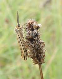 Attēlu rezultāti vaicājumam “Spiris striata”