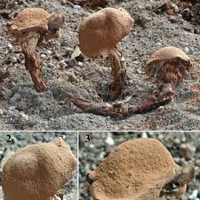 Attēlu rezultāti vaicājumam “Comatricha elegans var. microspora macro”