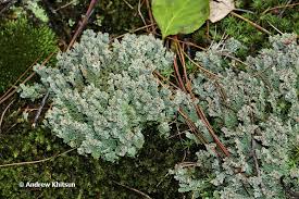 Attēlu rezultāti vaicājumam “Cladonia squamosa”