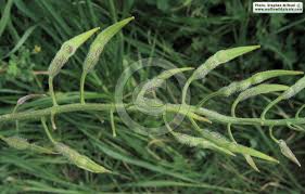 Attēlu rezultāti vaicājumam “Sinapis alba fruit”