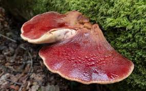Attēlu rezultāti vaicājumam “Fistulina hepatica”