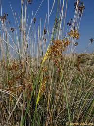Attēlu rezultāti vaicājumam “Juncaceae”