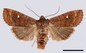 Attēlu rezultāti vaicājumam “Eupsilia transversa”