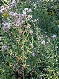 Attēlu rezultāti vaicājumam “Cirsium arvense fruit”