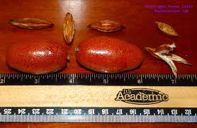 Attēlu rezultāti vaicājumam “Eleocharis uniglumis fruit”