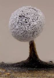 Attēlu rezultāti vaicājumam “Didymium nigripes macro”