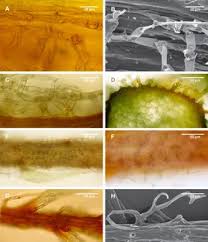 Attēlu rezultāti vaicājumam “Palustriella commutata sporophyte”