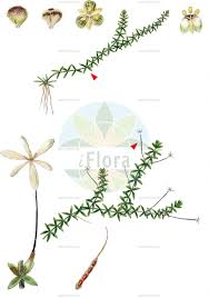 Attēlu rezultāti vaicājumam “Hydrocharitaceae”