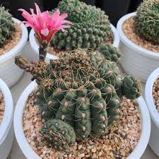 Image result for Gymnocalycium