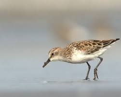 Attēlu rezultāti vaicājumam “Calidris minuta”