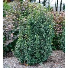 Attēlu rezultāti vaicājumam “Ilex x meserveae”