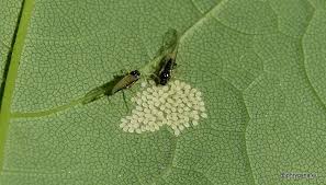 Attēlu rezultāti vaicājumam “Drepanosiphum platanoidis”