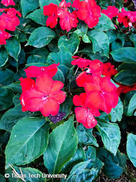 Image result for Impatiens walleriana