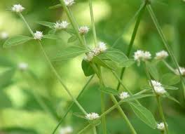 Attēlu rezultāti vaicājumam “Tubifera applanata sessile”