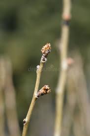 Attēlu rezultāti vaicājumam “Pyrus communis bud”