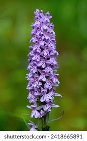 Attēlu rezultāti vaicājumam “Dactylorhiza majalis subsp. baltica flower”
