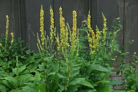 Image result for Verbascum nigrum